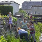 Aktion Springkraut entfernen